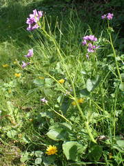 Cardamine raphanifolia