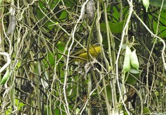 Thlypopsis superciliaris