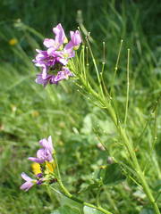 Cardamine raphanifolia