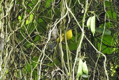 Thlypopsis superciliaris