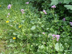 Cardamine raphanifolia