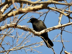 Corvus brachyrhynchos
