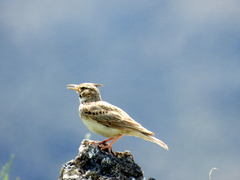 Galerida cristata
