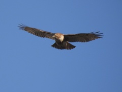 Buteo jamaicensis