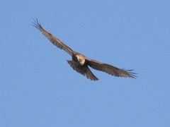 Buteo jamaicensis