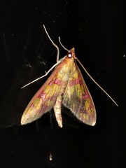 Stenochora lancinalis