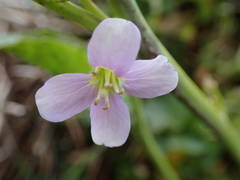 Cardamine raphanifolia