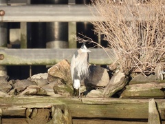 Ardea herodias