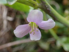 Cardamine raphanifolia