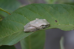 Boophis doulioti