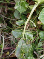 Cardamine raphanifolia