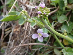 Cardamine raphanifolia