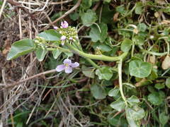 Cardamine raphanifolia