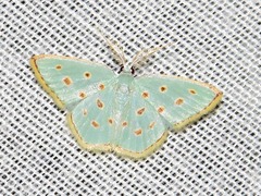 Comostolopsis stillata