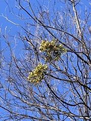 Phoradendron leucarpum