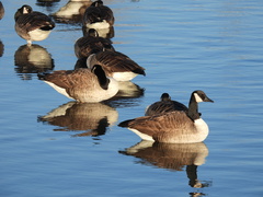 Branta canadensis