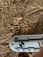 Neotoma floridana