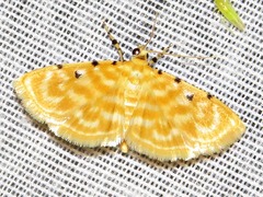 Notarcha quaternalis