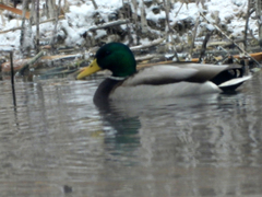 Anas platyrhynchos