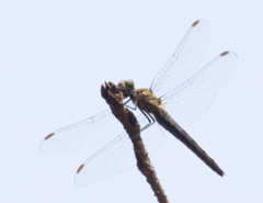 Sympetrum