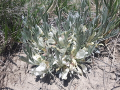 Astragalus gilviflorus