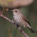 Spotted Flycatcher - Photo (c) Ximo Galarza, some rights reserved (CC BY-NC-SA)