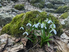 Galanthus lagodechianus