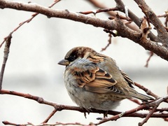 Passer domesticus