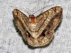 Chiasmia streniata