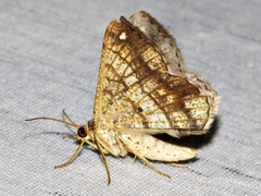 Chiasmia streniata