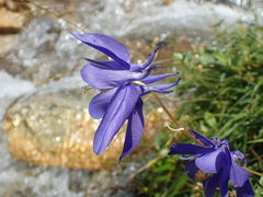 Aquilegia pyrenaica