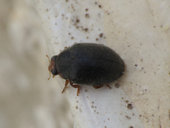 Scymnus rubromaculatus