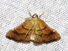 Stemmatophora depressalis