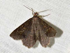 Chiasmia confuscata