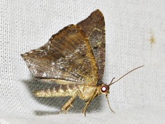 Chiasmia confuscata