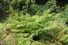 Pteris wallichiana