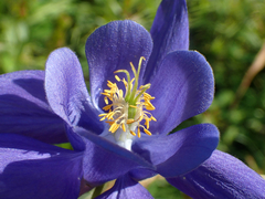 Aquilegia pyrenaica
