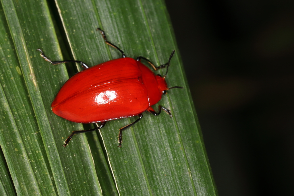 Iphiclus rubidus