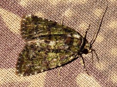 Iambia melanochlora