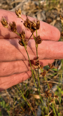 Carex athrostachya