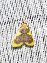 Sameodesma xanthocraspia