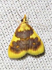 Sameodesma xanthocraspia
