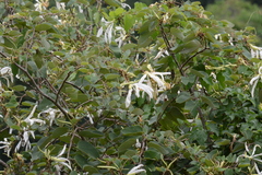 Bauhinia forficata