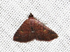 Cerynea thermesialis