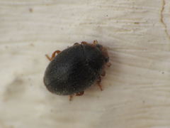 Scymnus rubromaculatus