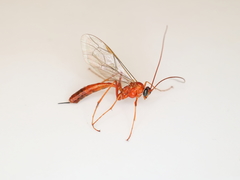 Netelia