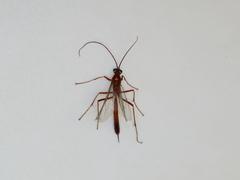 Netelia