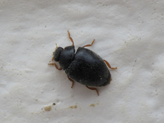 Scymnus rubromaculatus