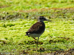 Tringa glareola