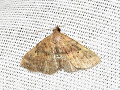 Cerynea thermesialis